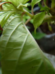 Bemisia argentifolii