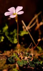 Oxalis inconspicua