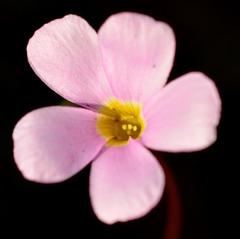 Oxalis inconspicua