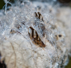 Phylloplecta tripunctata