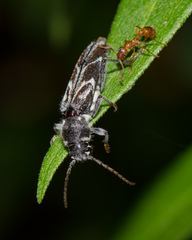Xylotrechus