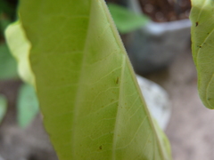 Bemisia argentifolii