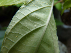 Bemisia argentifolii