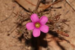 Oxalis droseroides