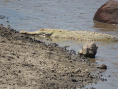 Crocodylus intermedius