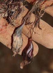 Oxalis droseroides