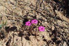 Oxalis droseroides