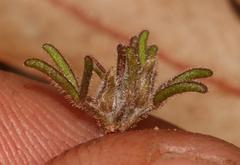 Oxalis droseroides