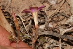 Oxalis droseroides