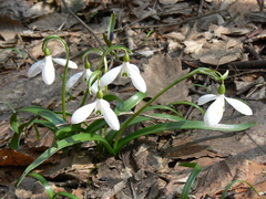 Galanthus lagodechianus