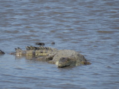 Crocodylus intermedius
