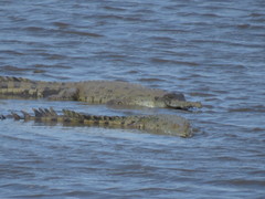 Crocodylus intermedius