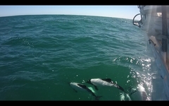 Cephalorhynchus commersonii
