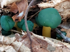 Leotia lubrica image