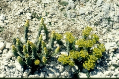 Euphorbia rigida