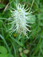 Phyteuma spicatum spicatum