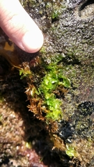 Ulva californica