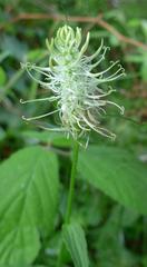 Phyteuma spicatum spicatum