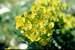 Euphorbia rigida
