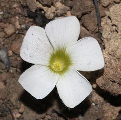 Oxalis tomentosa