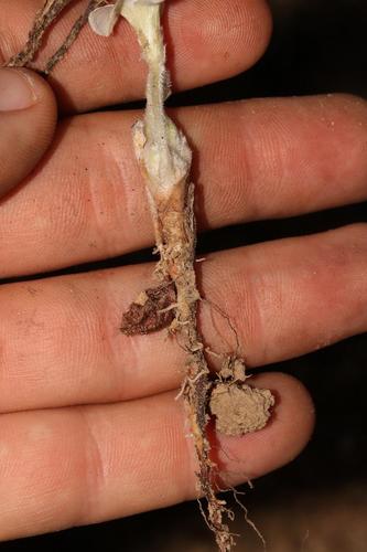 Image of Oxalis tomentosa by (c) Brian du Preez, some rights reserved (CC BY-SA)