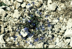 Veronica glauca