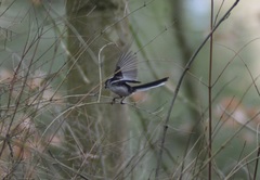 Aegithalos caudatus