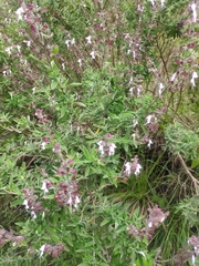 Syncolostemon stenophyllus