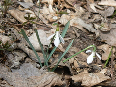 Galanthus angustifolius