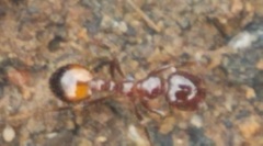Solenopsis saevissima