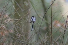 Aegithalos caudatus