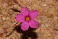 Oxalis hirta