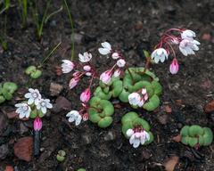 Crassula capensis capensis