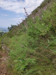 Syncolostemon stenophyllus