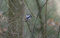 Aegithalos caudatus