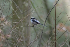 Aegithalos caudatus