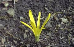 Sternbergia colchiciflora