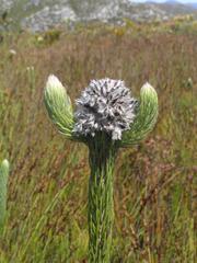 Sorocephalus claviger