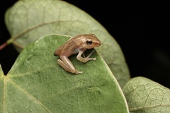 White-Lipped Treefrog photo 5