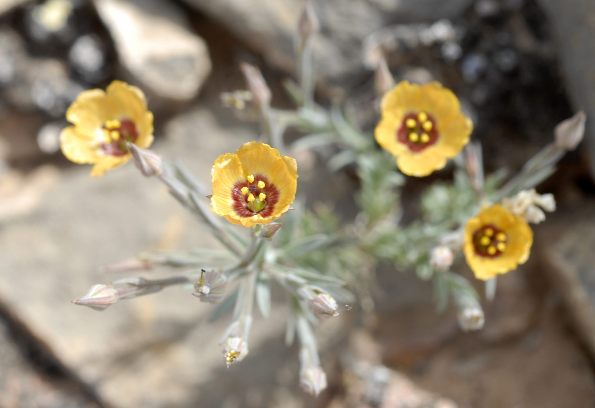 Linum puberulum