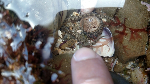 Ophionereis annulata