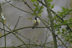 Parus major