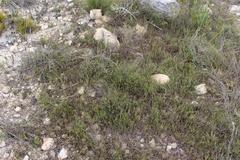 Aspalathus crassisepala