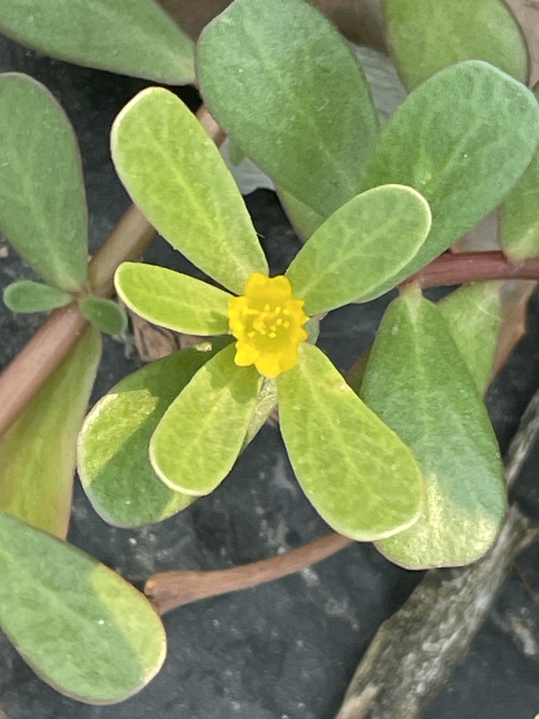 common-purslane-from-second-ave-s-okanogan-wa-us-on-august-16-2023