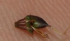 Aspalathus crassisepala