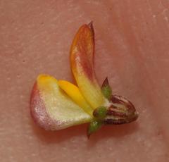 Aspalathus crassisepala