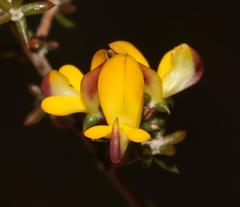 Aspalathus crassisepala