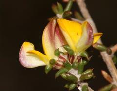 Aspalathus crassisepala