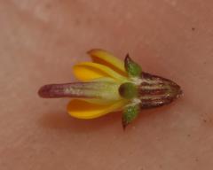 Aspalathus crassisepala