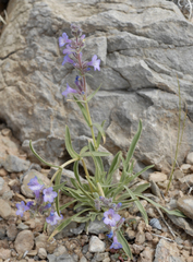 Penstemon marcusii